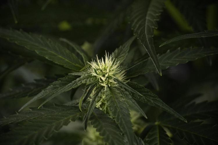 Amnesia Skunk The Zamnesia Way. Week 7 - Amnesia Skunk Defoliation Day