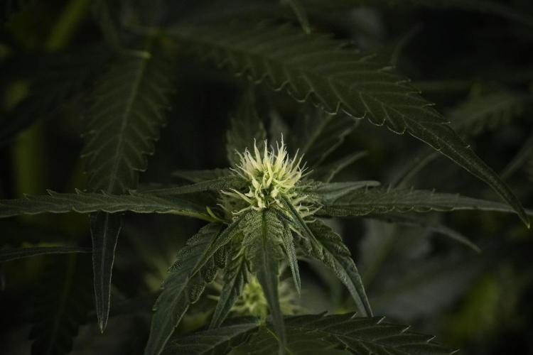 Amnesia Skunk The Zamnesia Way. Week 7 - Amnesia Skunk Defoliation Day