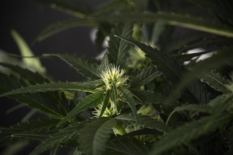 Amnesia Skunk The Zamnesia Way. Week 7 - Amnesia Skunk Defoliation Day