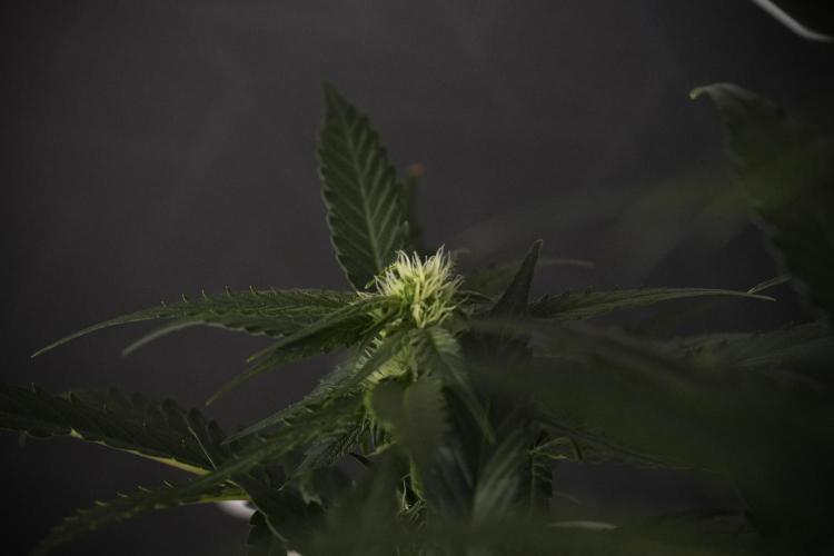 Amnesia Skunk The Zamnesia Way. Week 7 - Amnesia Skunk Defoliation Day