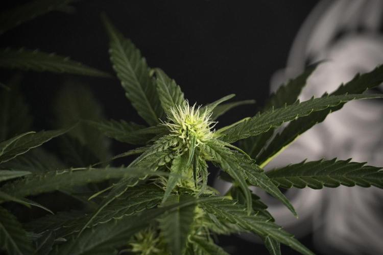 Amnesia Skunk The Zamnesia Way. Week 7 - Amnesia Skunk Defoliation Day