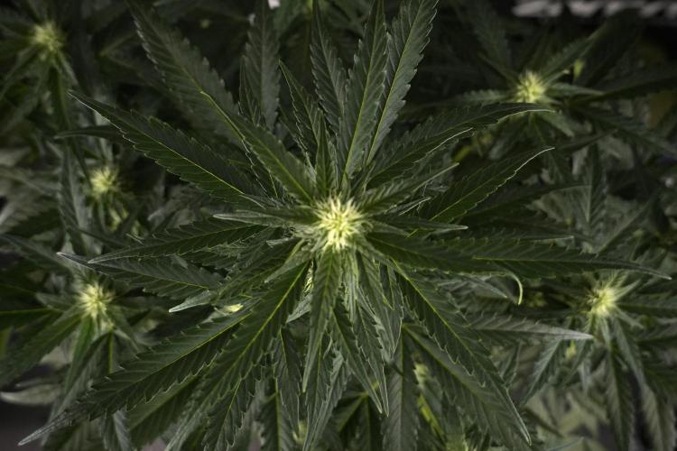 Amnesia Skunk The Zamnesia Way. Week 7 - Amnesia Skunk Defoliation Day