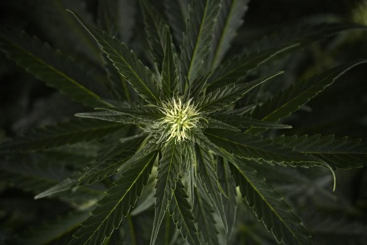 Amnesia Skunk The Zamnesia Way. Week 7 - Amnesia Skunk Defoliation Day