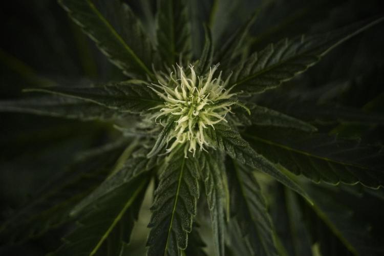 Amnesia Skunk The Zamnesia Way. Week 7 - Amnesia Skunk Defoliation Day