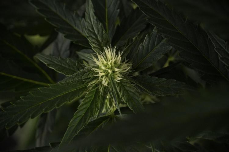 Amnesia Skunk The Zamnesia Way. Week 7 - Amnesia Skunk Defoliation Day