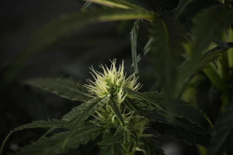 Amnesia Skunk The Zamnesia Way. Week 7 - Amnesia Skunk Defoliation Day