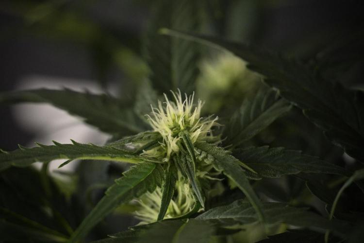 Amnesia Skunk The Zamnesia Way. Week 7 - Amnesia Skunk Defoliation Day