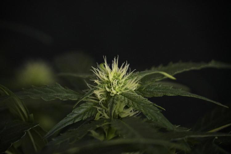 Amnesia Skunk The Zamnesia Way. Week 7 - Amnesia Skunk Defoliation Day