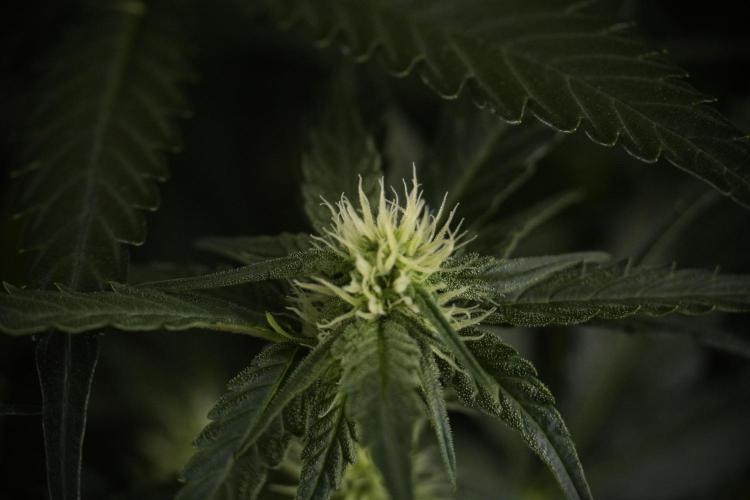 Amnesia Skunk The Zamnesia Way. Week 7 - Amnesia Skunk Defoliation Day