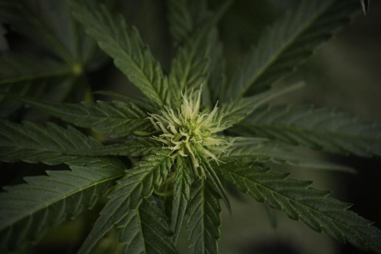 Amnesia Skunk The Zamnesia Way. Week 7 - Amnesia Skunk Defoliation Day