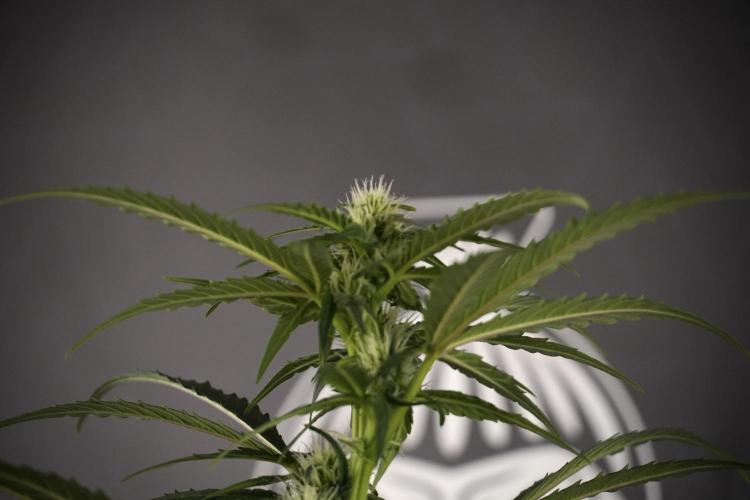 Amnesia Skunk The Zamnesia Way. Week 7 - Amnesia Skunk Defoliation Day