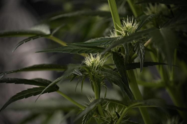 Amnesia Skunk The Zamnesia Way. Week 7 - Amnesia Skunk Defoliation Day