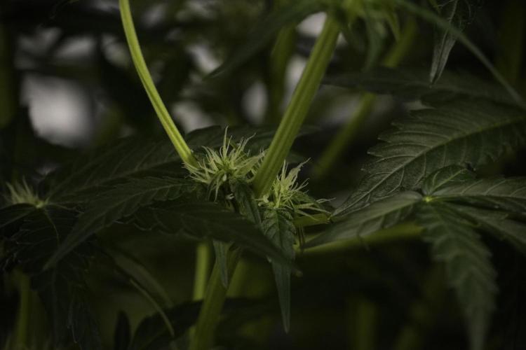 Amnesia Skunk The Zamnesia Way. Week 7 - Amnesia Skunk Defoliation Day