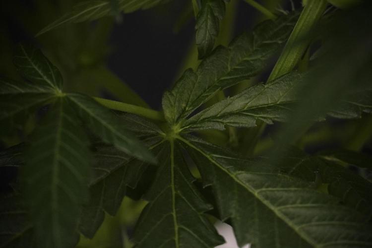 Amnesia Skunk The Zamnesia Way. Week 7 - Amnesia Skunk Defoliation Day