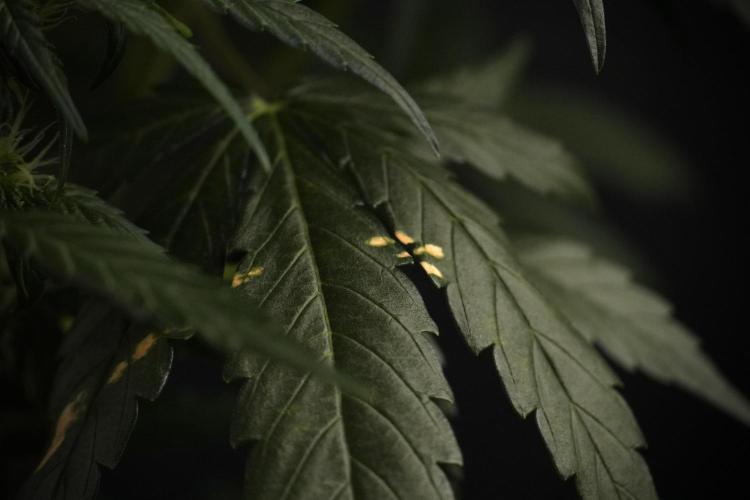 Amnesia Skunk The Zamnesia Way. Week 7 - Amnesia Skunk Defoliation Day