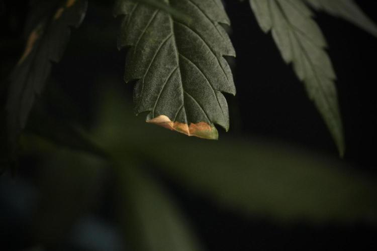 Amnesia Skunk The Zamnesia Way. Week 7 - Amnesia Skunk Defoliation Day