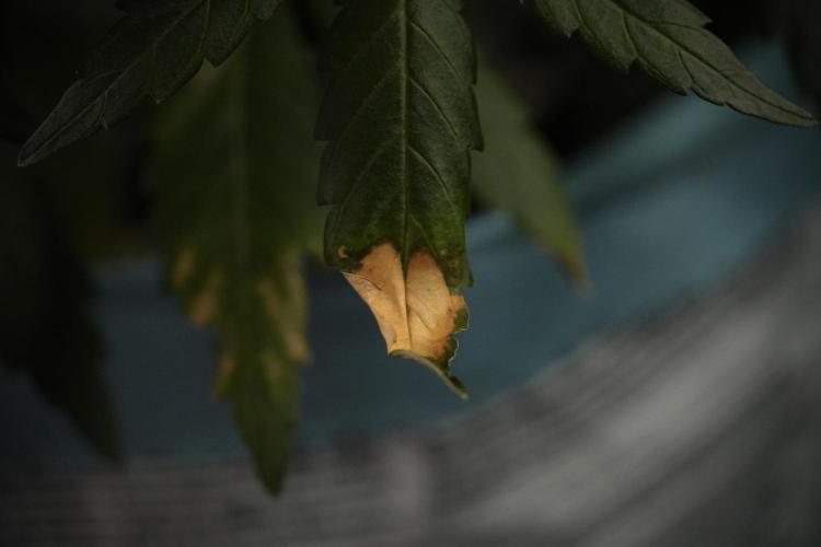 Amnesia Skunk The Zamnesia Way. Week 7 - Led burns