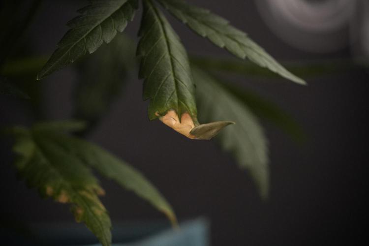 Amnesia Skunk The Zamnesia Way. Week 7 - Amnesia Skunk Defoliation Day