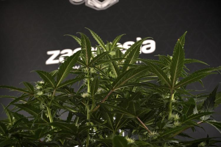 Amnesia Skunk The Zamnesia Way. Week 7 - Amnesia Skunk Defoliation Day