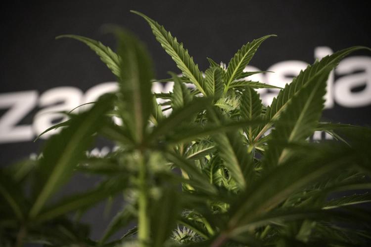 Amnesia Skunk The Zamnesia Way. Week 7 - Amnesia Skunk Defoliation Day