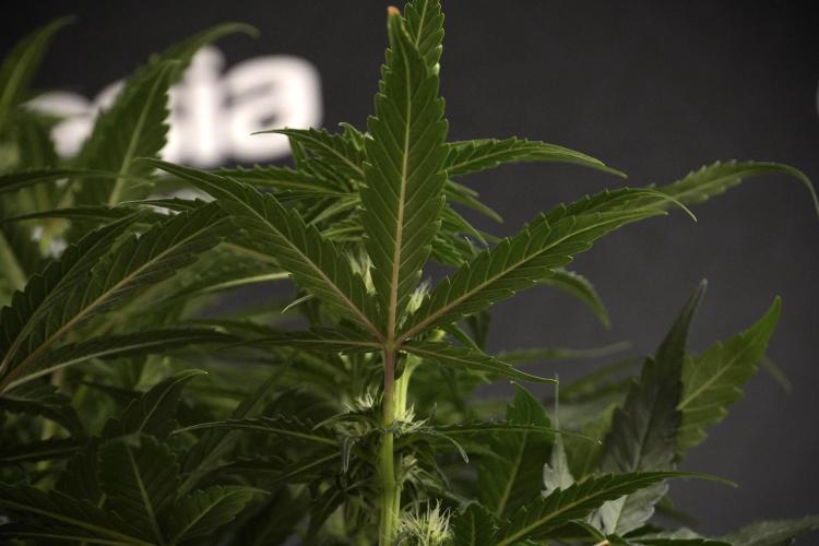 Amnesia Skunk The Zamnesia Way. Week 7 - Amnesia Skunk Defoliation Day