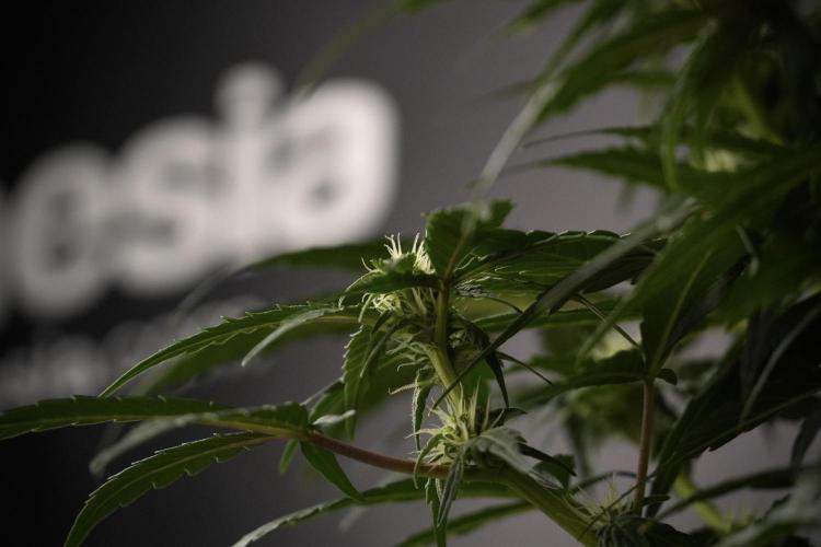 Amnesia Skunk The Zamnesia Way. Week 7 - Amnesia Skunk Defoliation Day