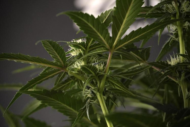 Amnesia Skunk The Zamnesia Way. Week 7 - Amnesia Skunk Defoliation Day