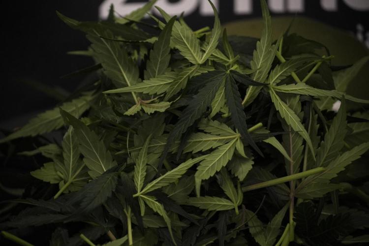 Amnesia Skunk The Zamnesia Way. Week 7 - Amnesia Skunk Defoliation Day