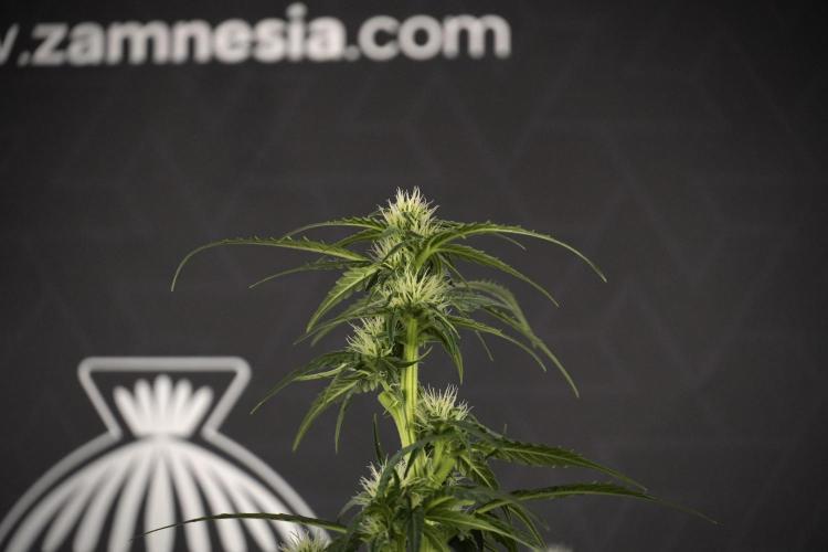 Amnesia Skunk The Zamnesia Way. Week 7 - Amnesia Skunk Defoliation Day