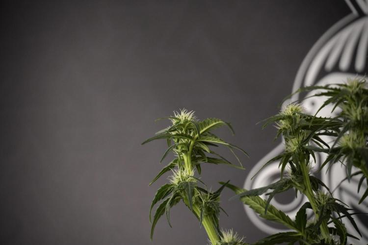 Amnesia Skunk The Zamnesia Way. Week 7 - Amnesia Skunk Defoliation Day