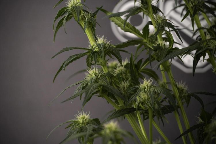 Amnesia Skunk The Zamnesia Way. Week 7 - Amnesia Skunk Defoliation Day