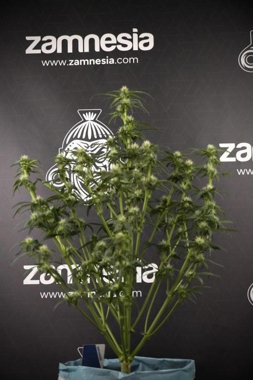 Amnesia Skunk The Zamnesia Way. Week 7 - Amnesia Skunk Defoliation Day