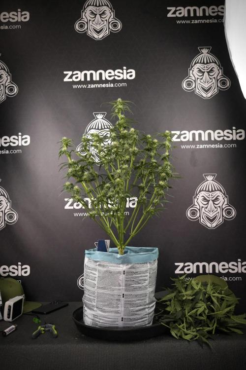 Amnesia Skunk The Zamnesia Way. Week 7 - Amnesia Skunk Defoliation Day