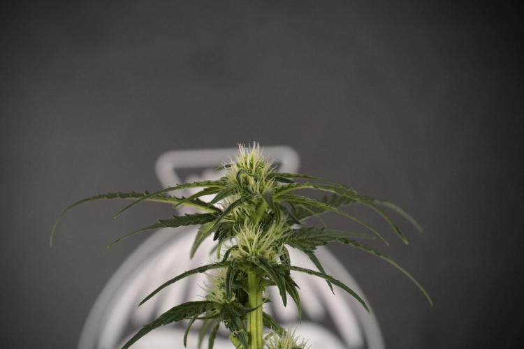 Amnesia Skunk The Zamnesia Way. Week 7 - Amnesia Skunk Defoliation Day