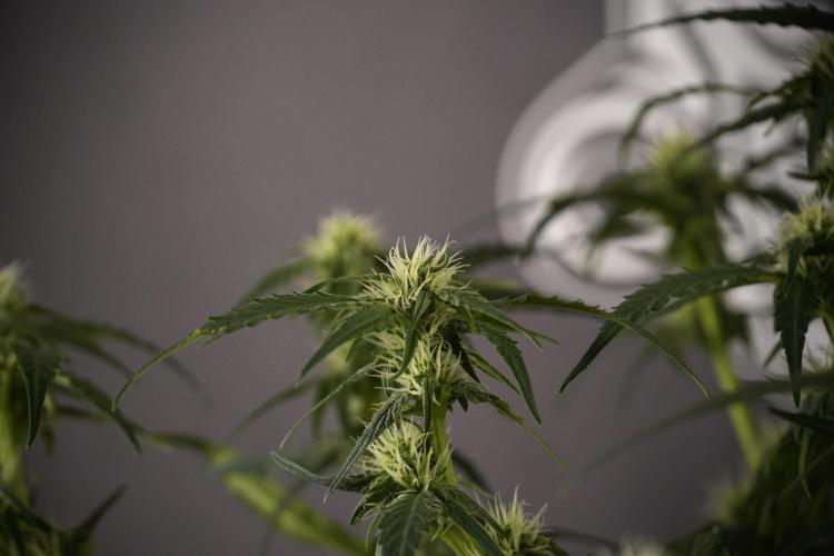 Amnesia Skunk The Zamnesia Way. Week 7 - Amnesia Skunk Defoliation Day