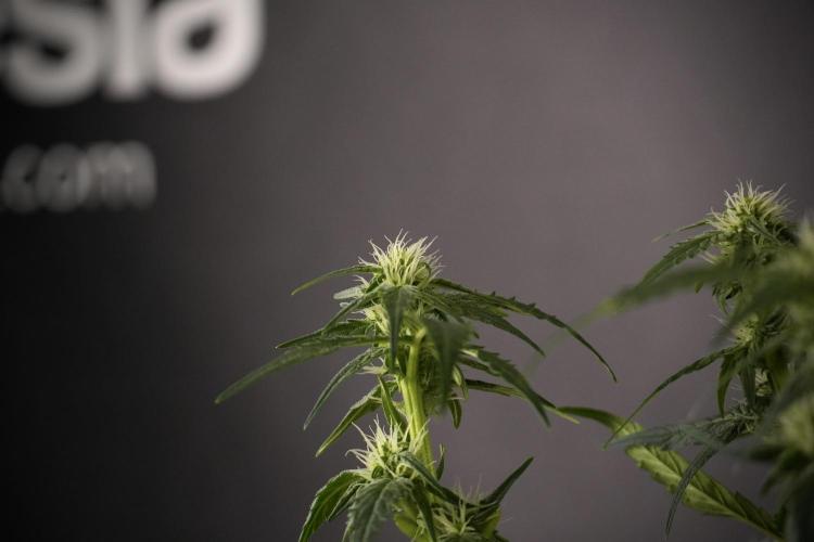 Amnesia Skunk The Zamnesia Way. Week 7 - Amnesia Skunk Defoliation Day