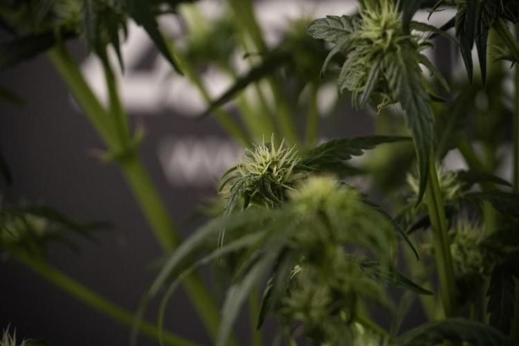 Amnesia Skunk The Zamnesia Way. Week 7 - Amnesia Skunk Defoliation Day