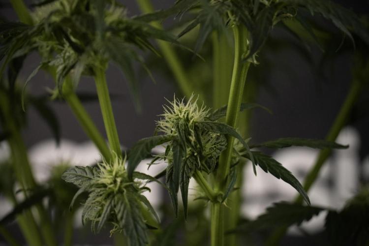 Amnesia Skunk The Zamnesia Way. Week 7 - Amnesia Skunk Defoliation Day