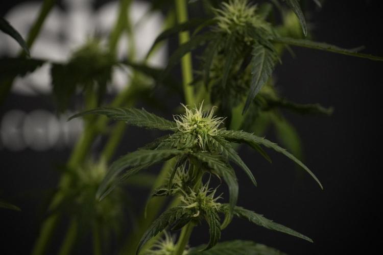 Amnesia Skunk The Zamnesia Way. Week 7 - Amnesia Skunk Defoliation Day