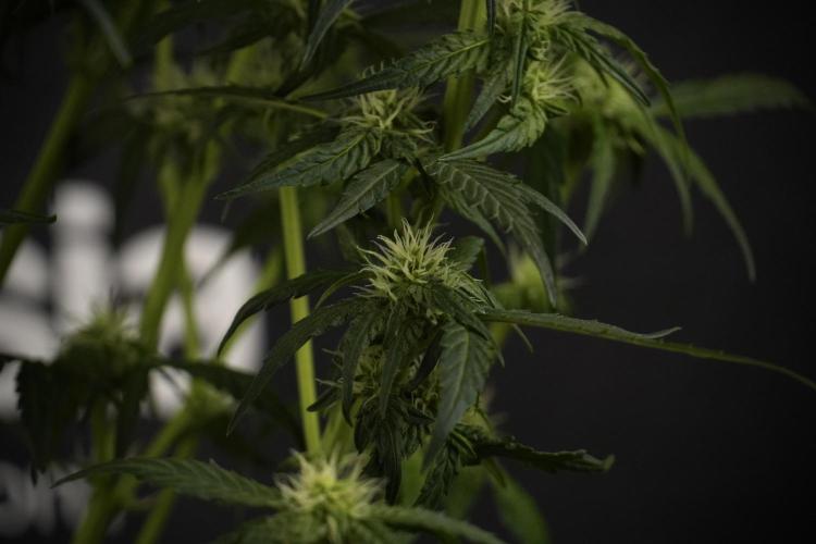 Amnesia Skunk The Zamnesia Way. Week 7 - Amnesia Skunk Defoliation Day