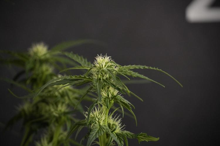 Amnesia Skunk The Zamnesia Way. Week 7 - Amnesia Skunk Defoliation Day