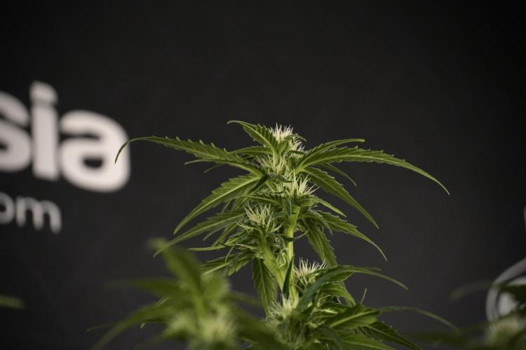 Amnesia Skunk The Zamnesia Way. Week 7 - Amnesia Skunk Defoliation Day