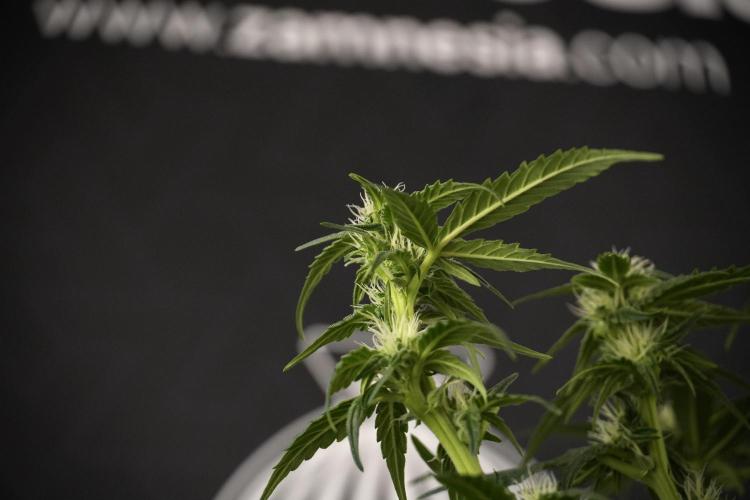 Amnesia Skunk The Zamnesia Way. Week 7 - Amnesia Skunk Defoliation Day