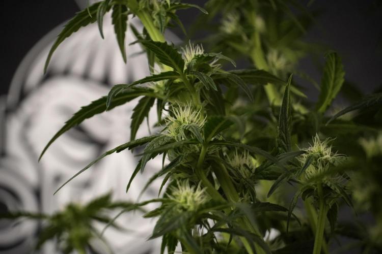 Amnesia Skunk The Zamnesia Way. Week 7 - Amnesia Skunk Defoliation Day