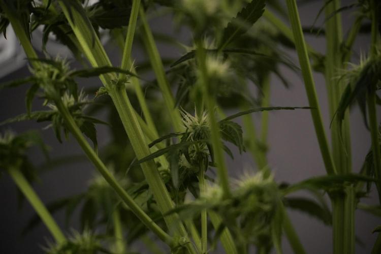 Amnesia Skunk The Zamnesia Way. Week 7 - Amnesia Skunk Defoliation Day