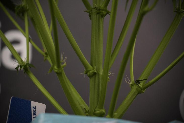 Amnesia Skunk The Zamnesia Way. Week 7 - Amnesia Skunk Defoliation Day