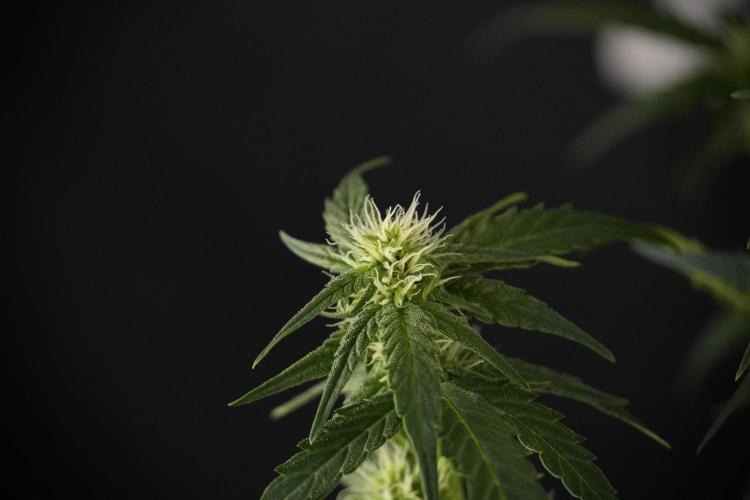 Amnesia Skunk The Zamnesia Way. Week 7 - Amnesia Skunk Defoliation Day