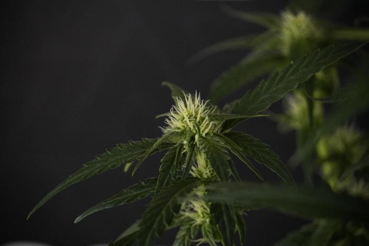 Amnesia Skunk The Zamnesia Way. Week 7 - Amnesia Skunk Defoliation Day