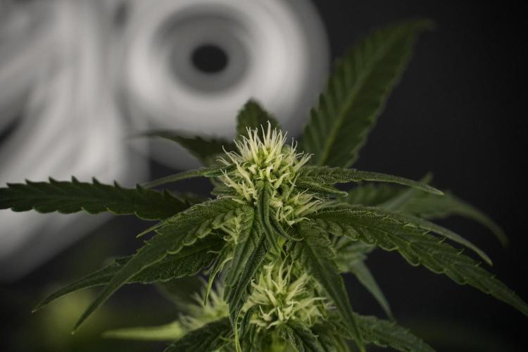 Amnesia Skunk The Zamnesia Way. Week 7 - Amnesia Skunk Defoliation Day