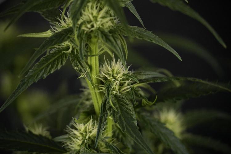 Amnesia Skunk The Zamnesia Way. Week 7 - Amnesia Skunk Defoliation Day